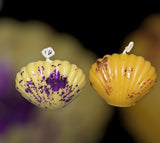 Seashell Bees Wax Hand Molded Candle
